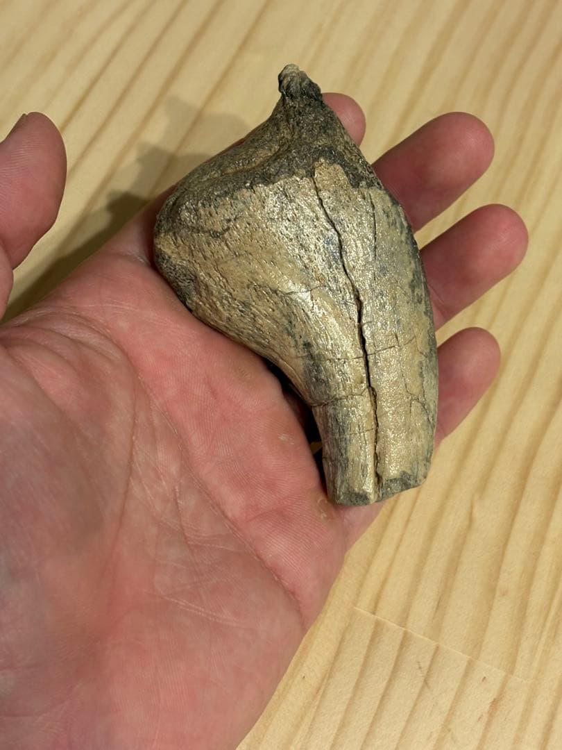 オススメ　補修なし　スコミムスのハンドクロウ　化石　恐竜