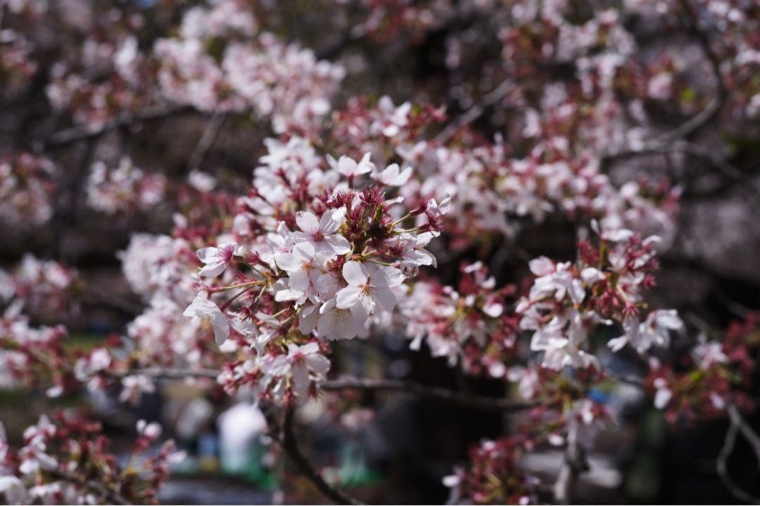 【美品】M F2/50mm SUMMICRON（ズミクロン） 11826C