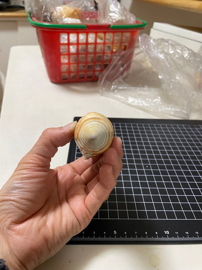 エビスガイ　貝殻　標本