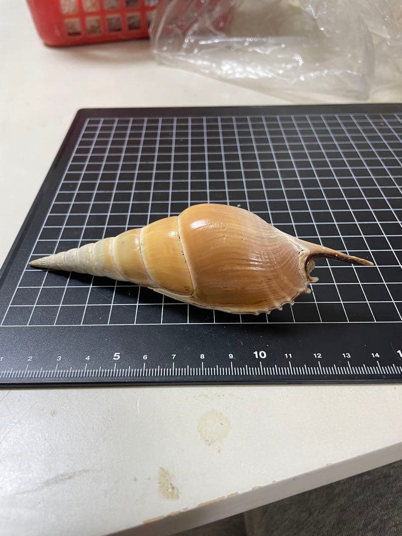 エビスガイ　貝殻　標本