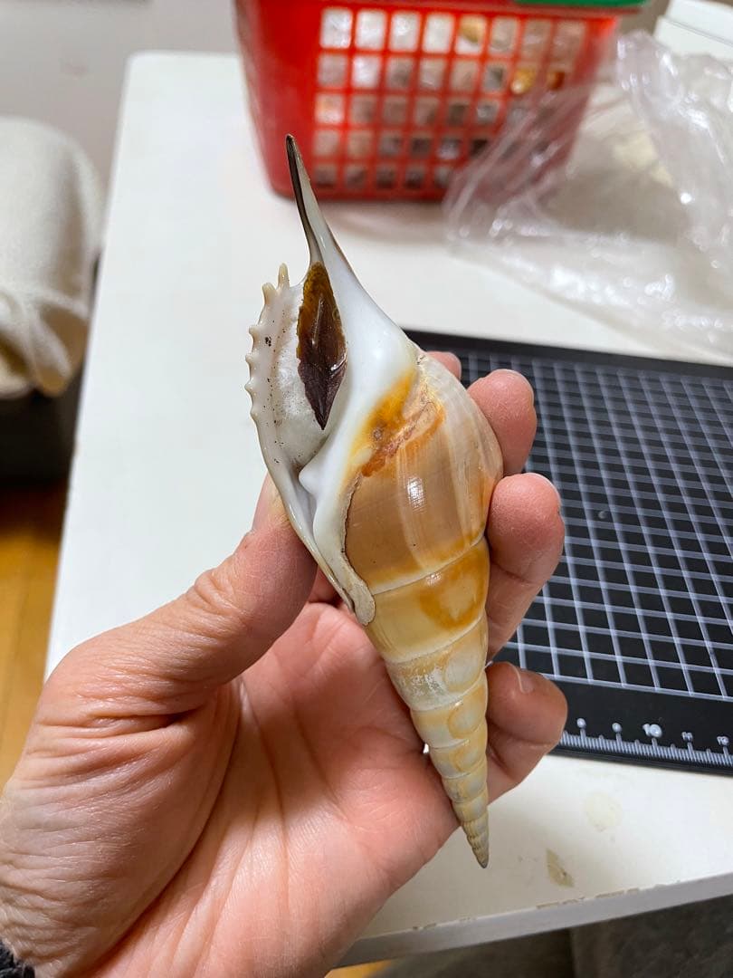 エビスガイ　貝殻　標本