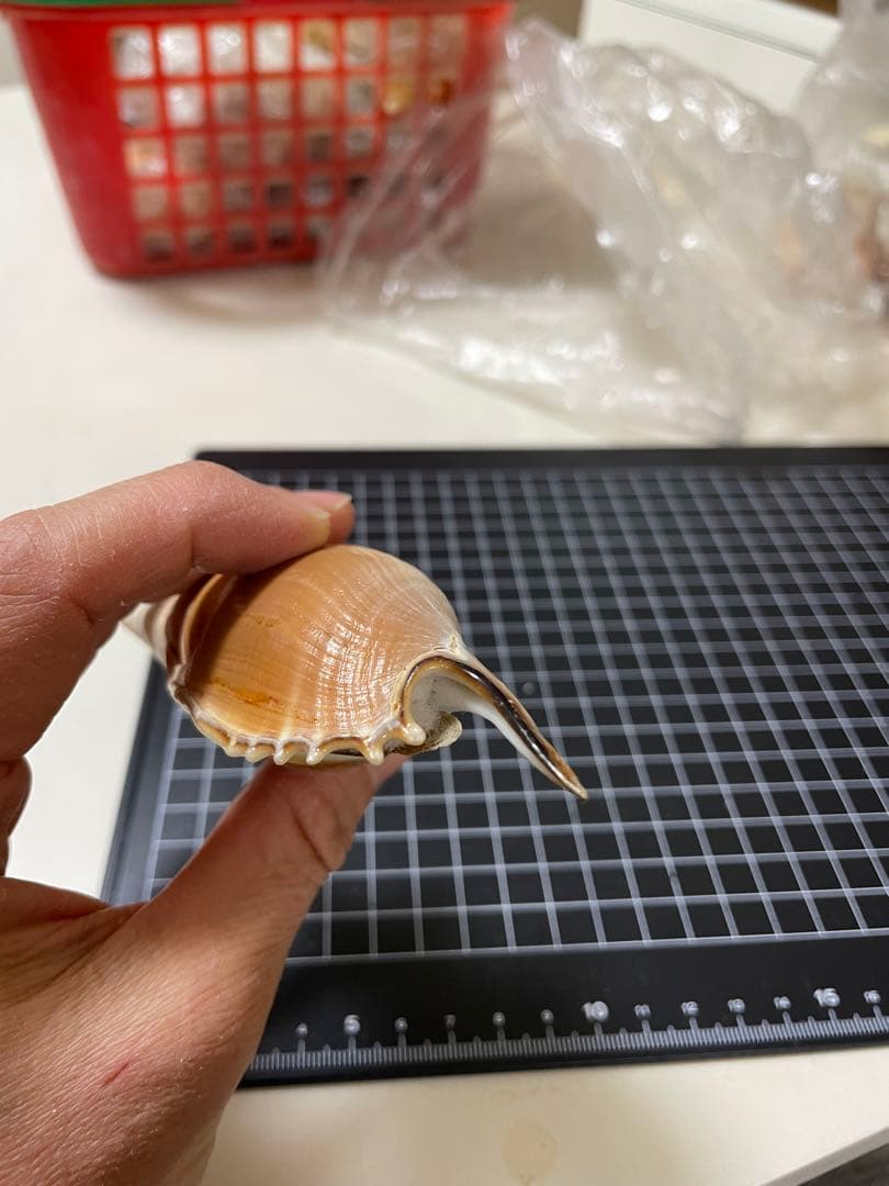 エビスガイ　貝殻　標本