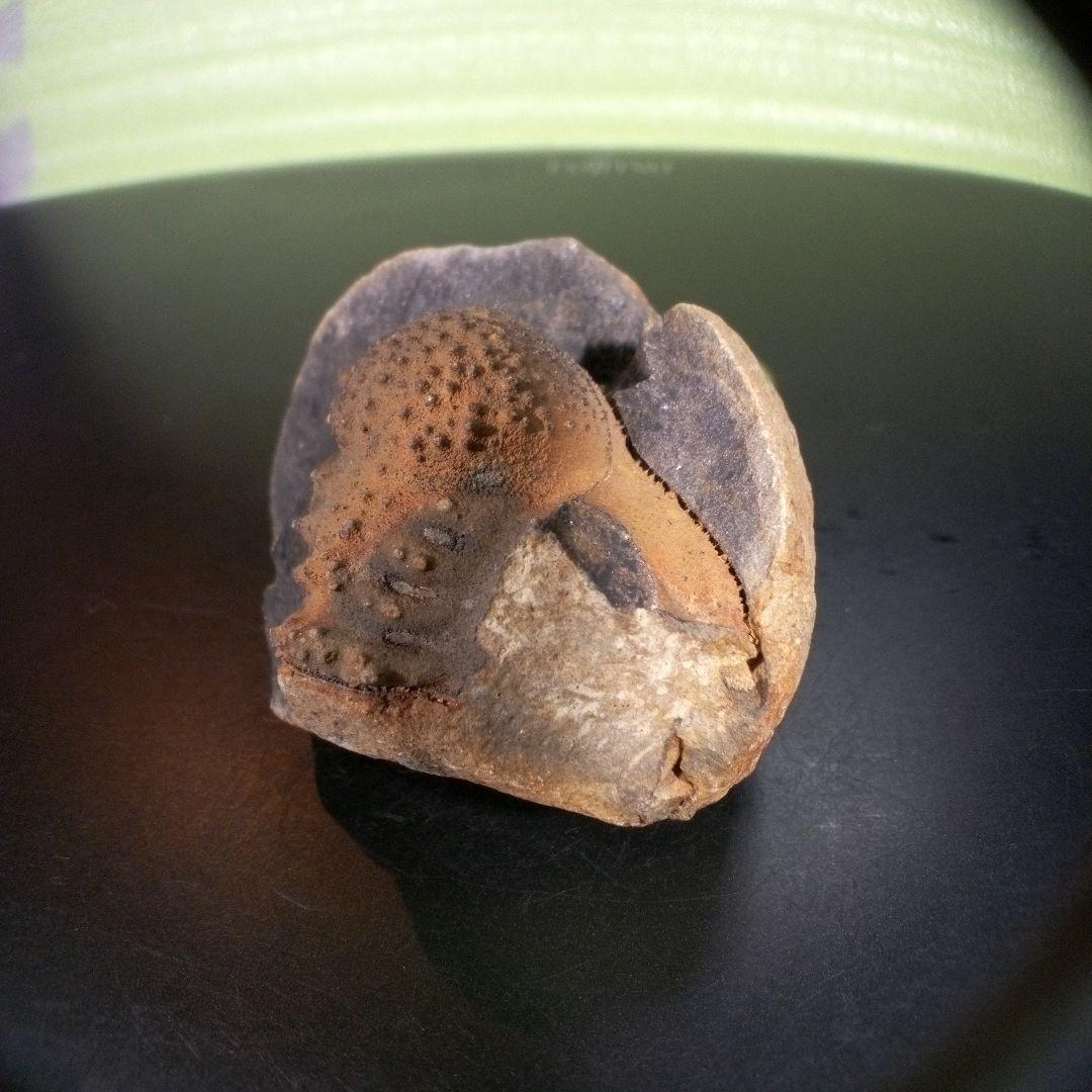 三葉虫　化石　fossil　海　ボリビア産　trilobite　ボリビア化石郡⑤