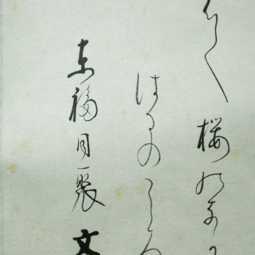 掛軸-1728　東福寺　西部文浄　夜桜画賛　共箱