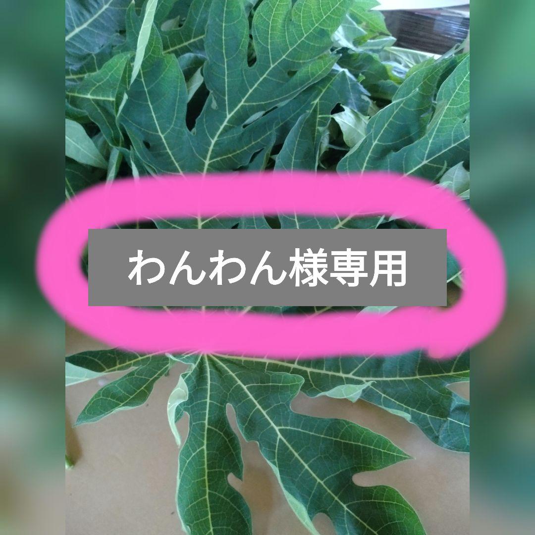 乾燥　パパイヤの葉　５キロ