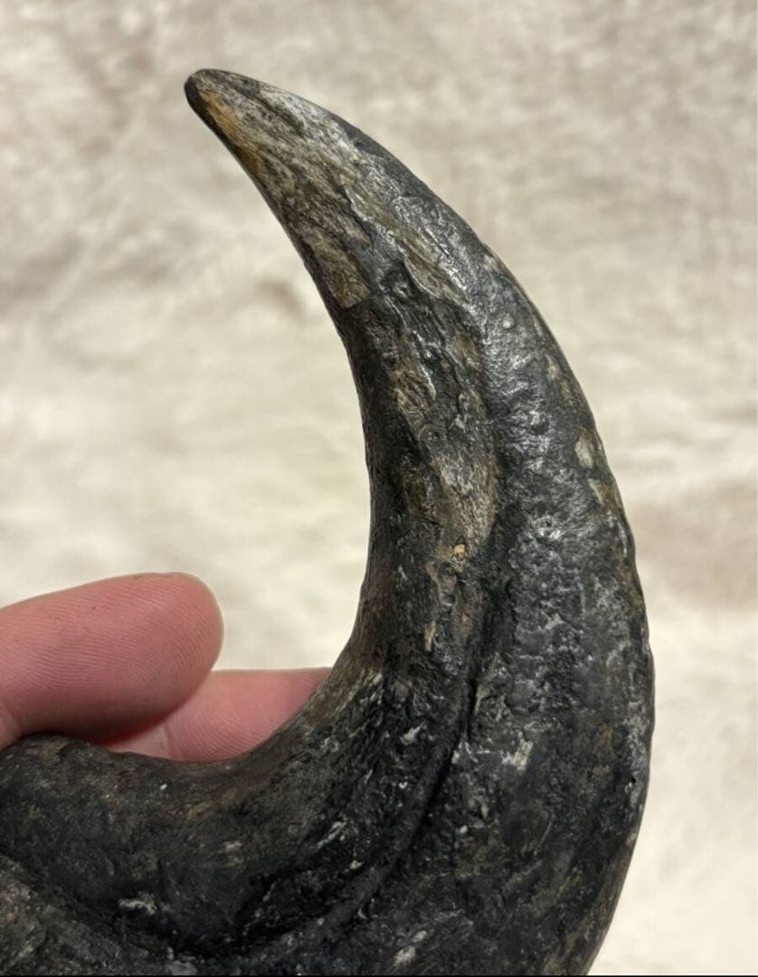 アフロベナトル　爪　化石　恐竜　/ティラノサウルス、スピノサウルス