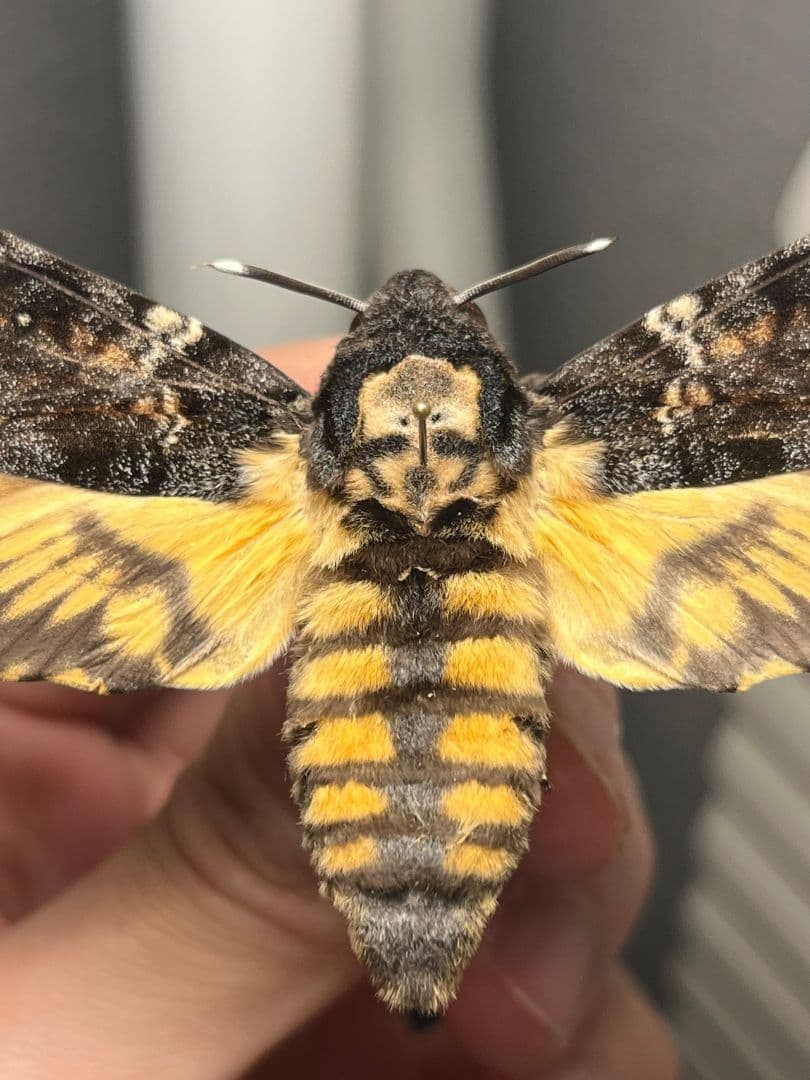 【完璧髑髏】 メンガタスズメ 羊たちの沈黙 標本 蛾 オオミズアオ 蝶