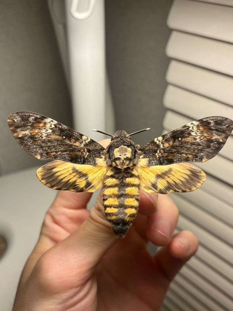 【完璧髑髏】 メンガタスズメ 羊たちの沈黙 標本 蛾 オオミズアオ 蝶