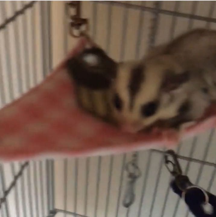 三角コーナーハンモック（迷彩柄）  春・秋仕様   2枚組  1200円