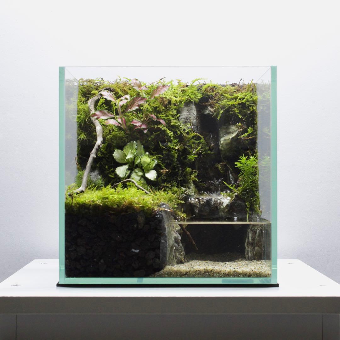 初めてのアクアテラリウム　No.3　パルダリウム　イモリウム　20cm水槽