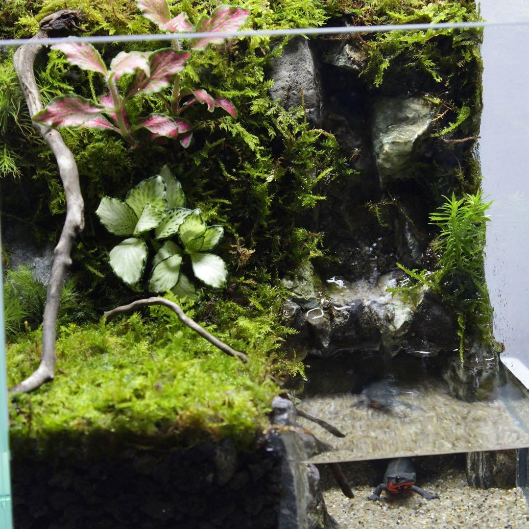 初めてのアクアテラリウム　No.3　パルダリウム　イモリウム　20cm水槽