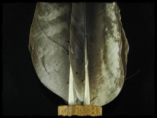 座掃 御羽箒 箒博 六ツ羽根 大掃込 茶道具 水屋道具 共箱 f321