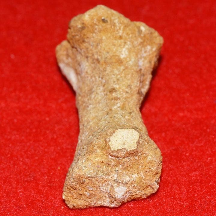 モロッコ産 ガリアネミスの肢骨化石