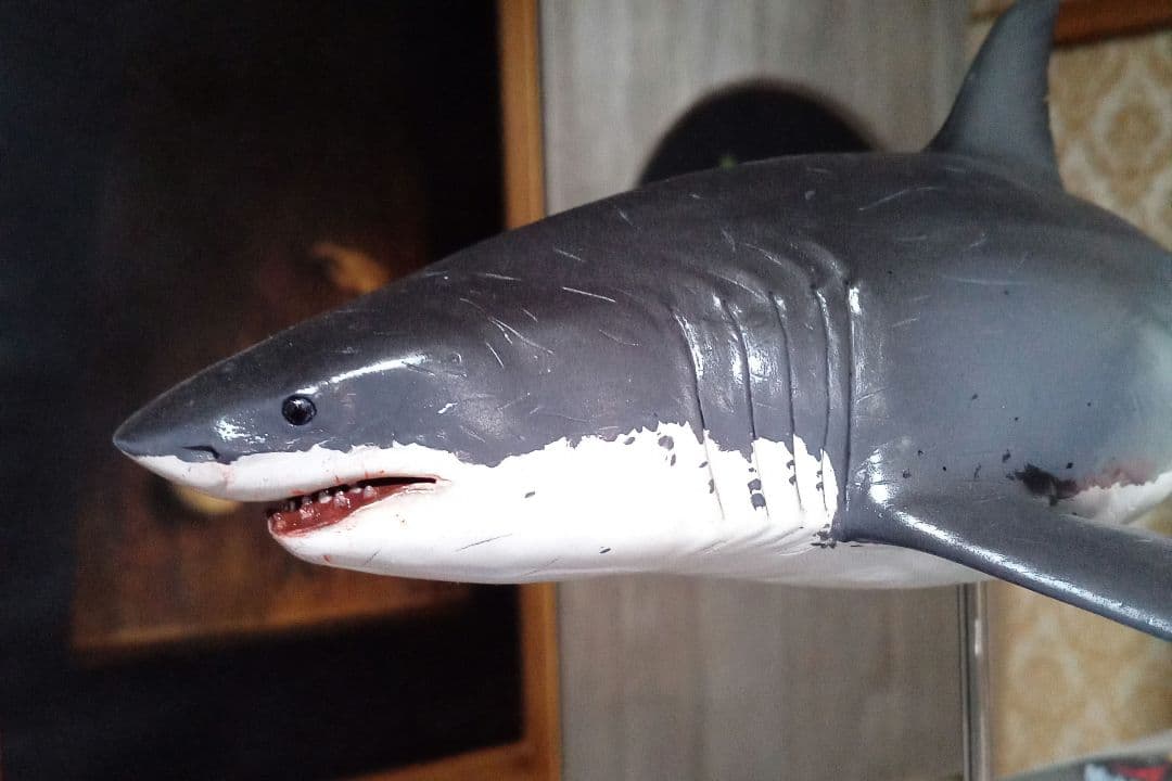 サメ　模型　ホホジロザメ　超絶モデル