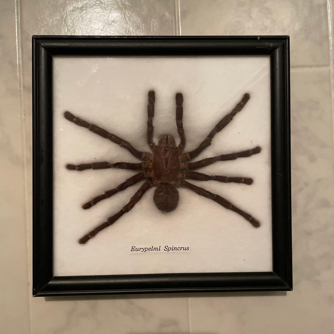 タランチュラ 標本 黒フレーム