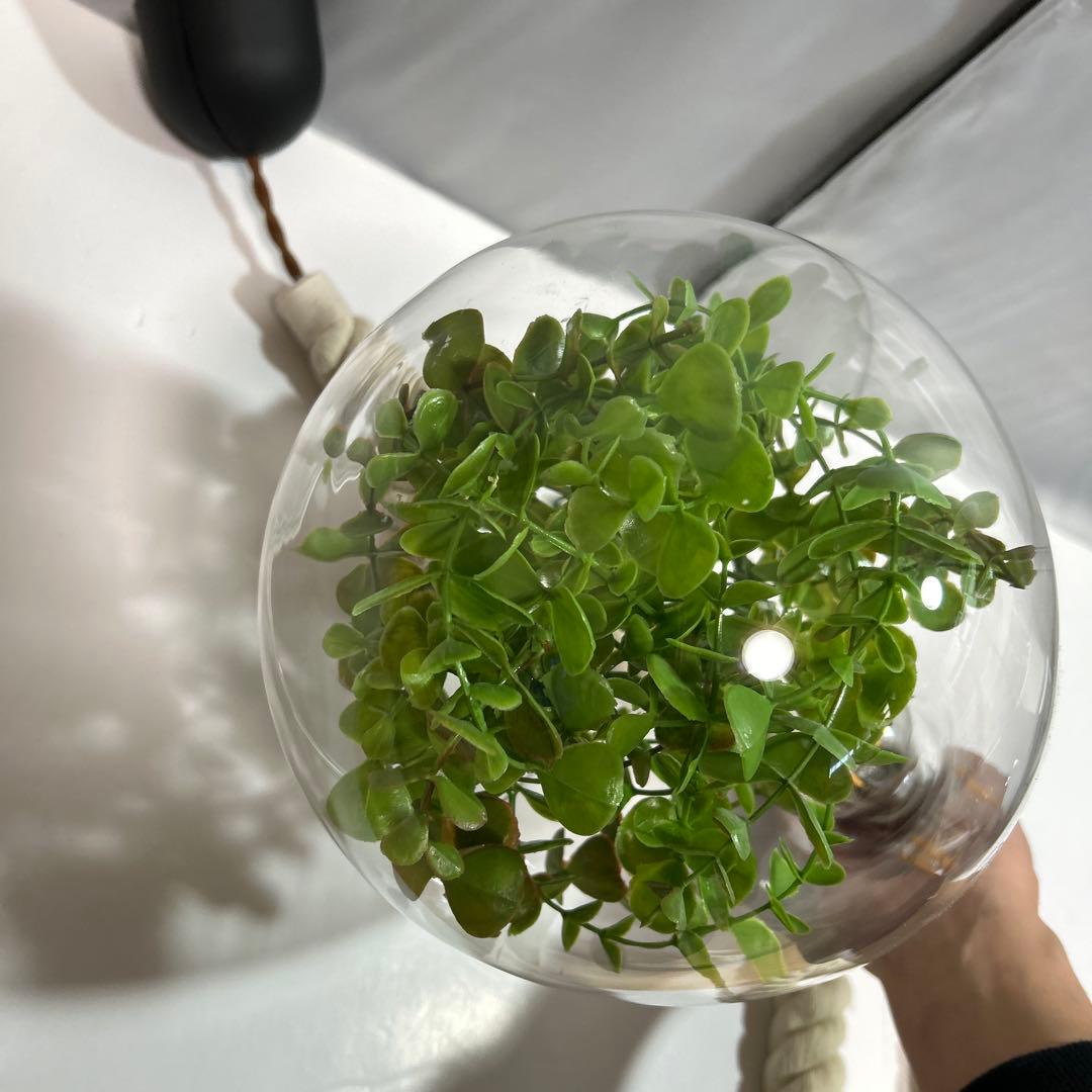 スワン電気 ボタニック ハンギングライト ペンダントライト ガラス ロープ