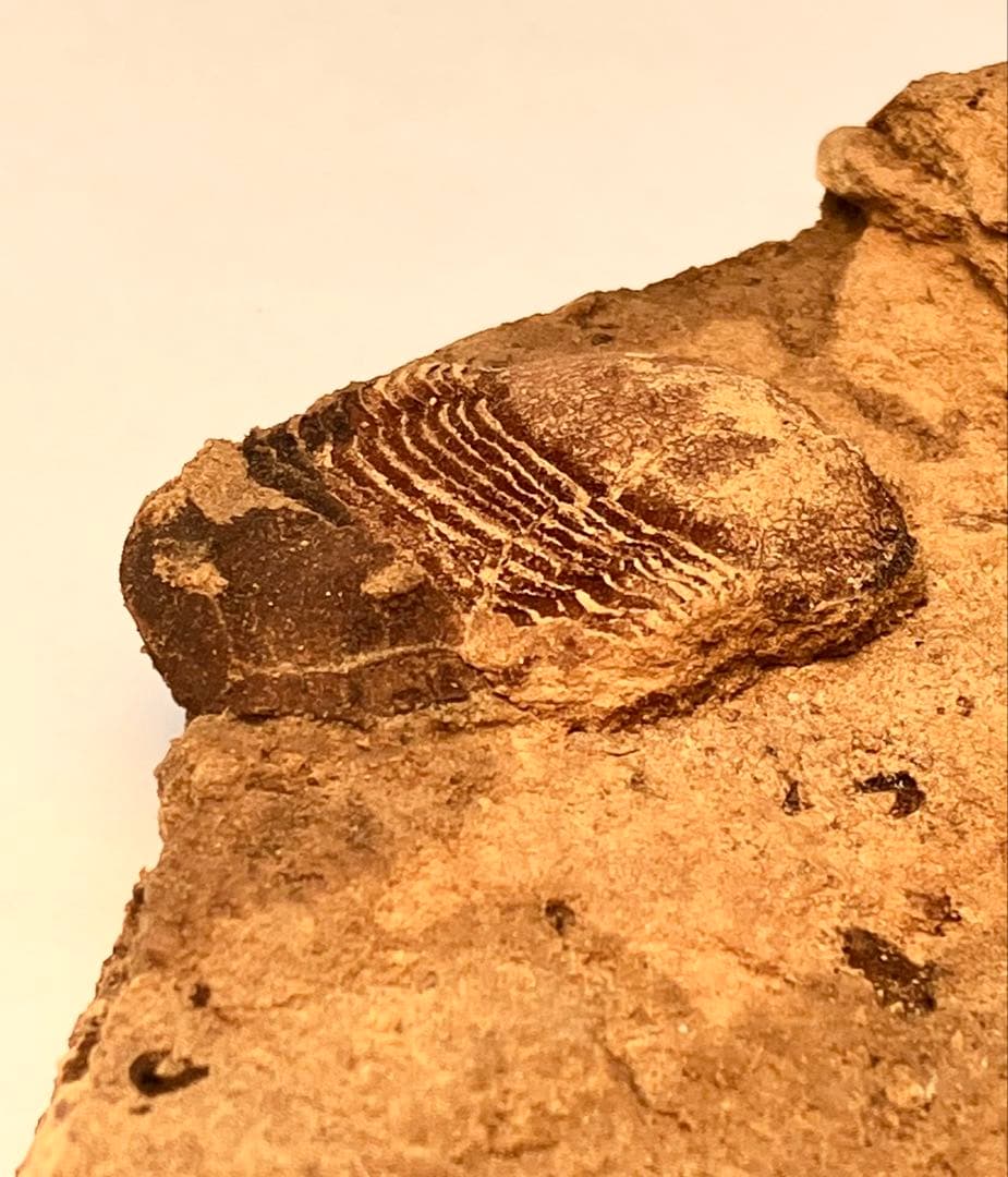 三葉虫　化石　Meitanillaenus