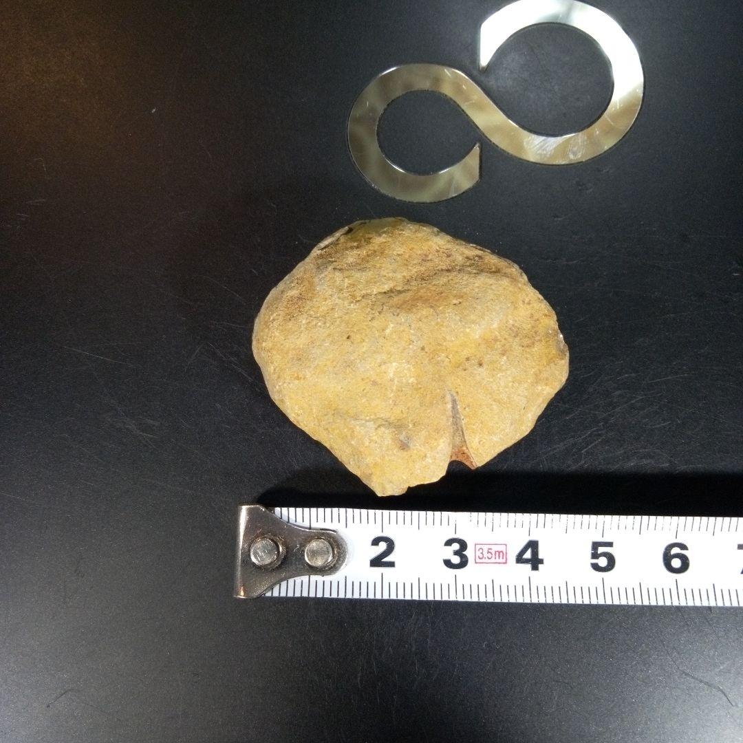 三葉虫　化石　fossil　海　ボリビア産　trilobite　ボリビア化石郡⑦