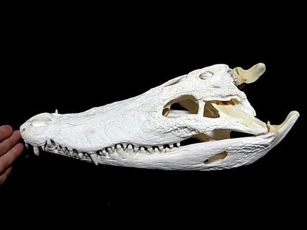 ma【実物】ワニ頭骨　シャムワニ　頭骨標本　本物　ワニ　標本　美品