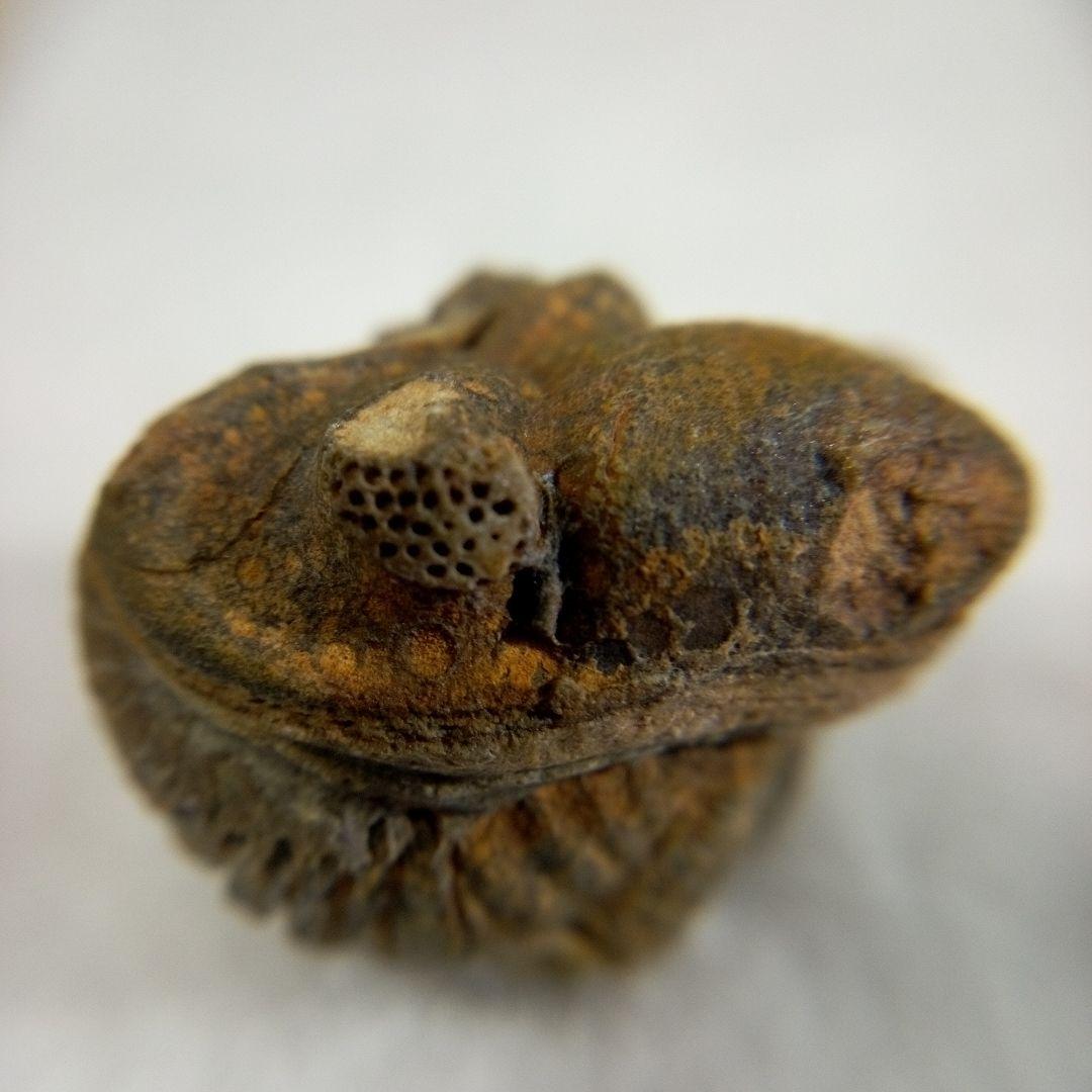 三葉虫　化石　三葉虫化石　究極のレトロ　fossil　ボリビア産　化石管理番号⑰