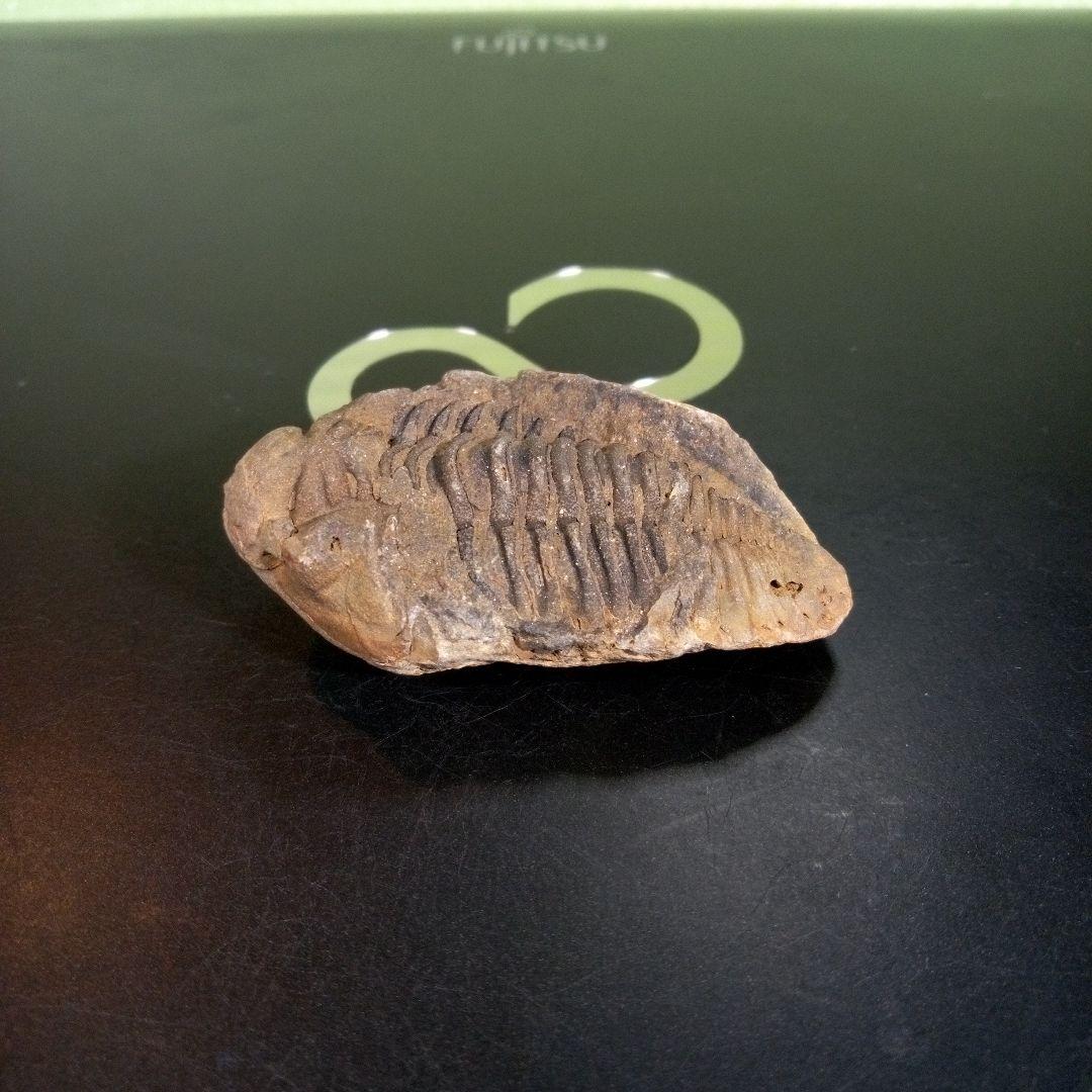 三葉虫　化石　fossil　ボリビア　trilobite　三葉虫綱　三葉虫管理⑦