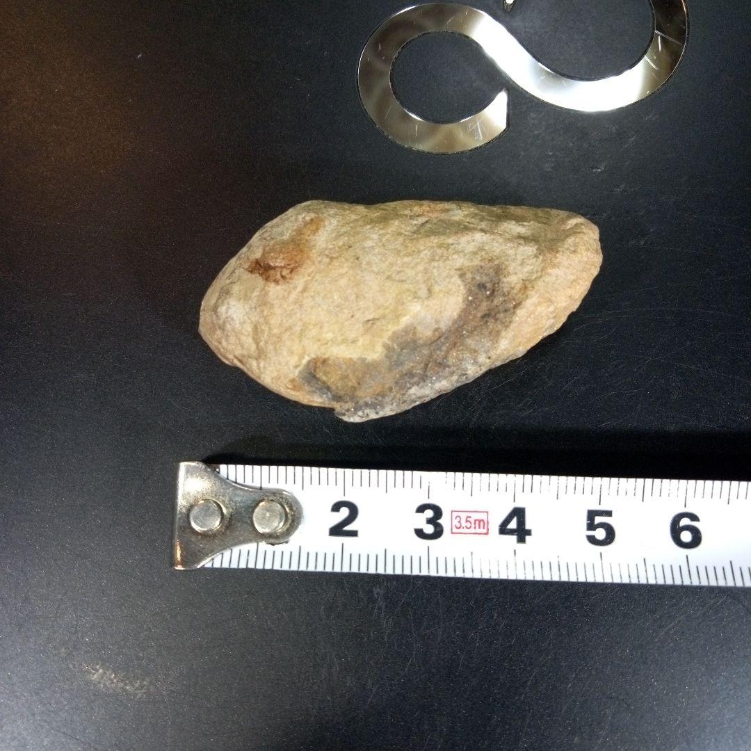 三葉虫　化石　fossil　ボリビア　trilobite　三葉虫綱　三葉虫管理⑦