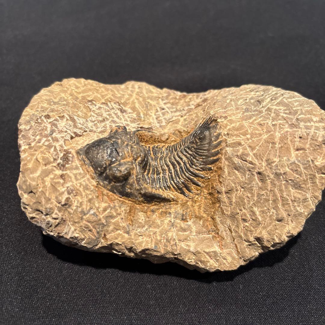 三葉虫化石　ただ今発見