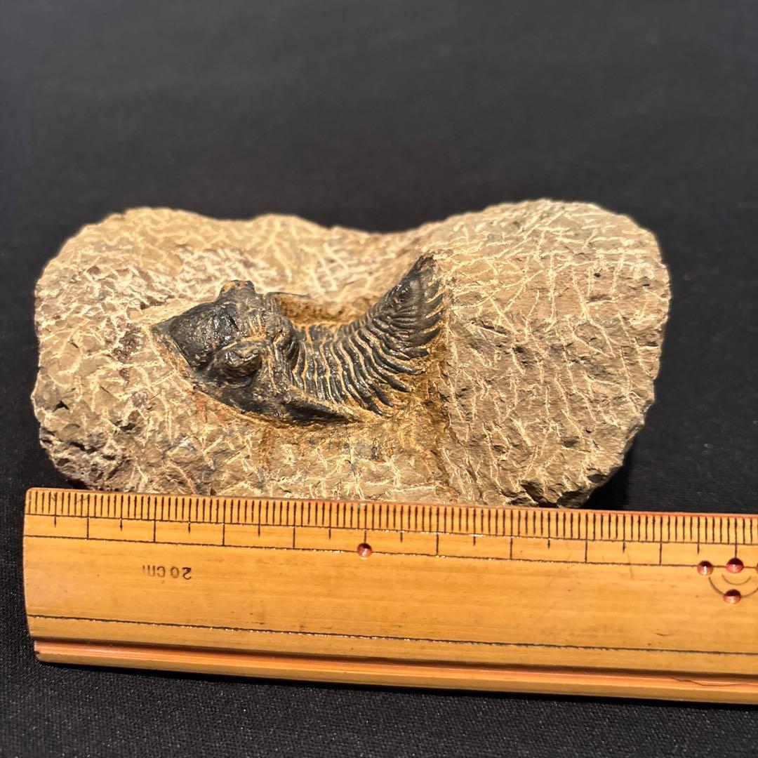 三葉虫化石　ただ今発見