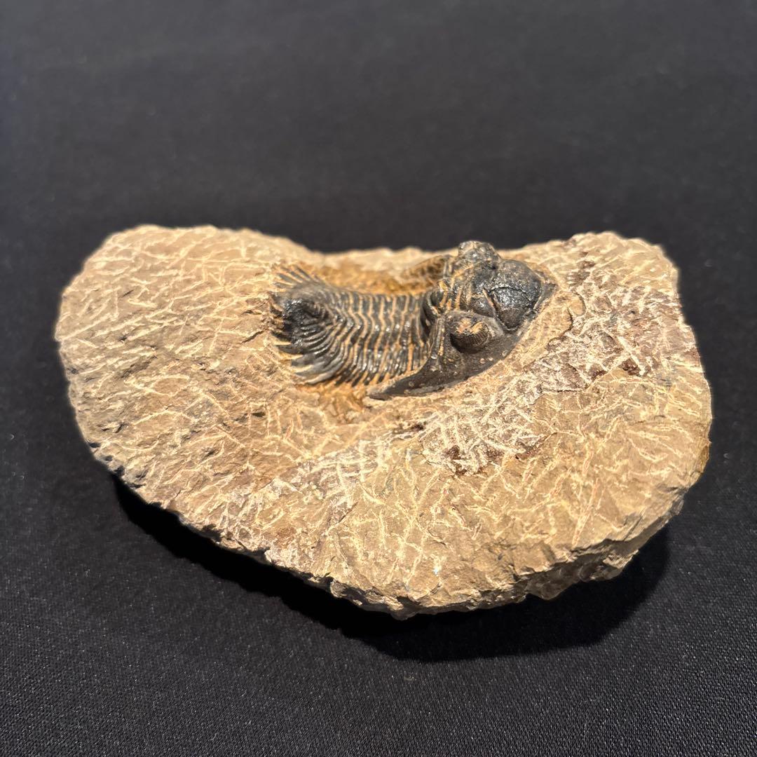 三葉虫化石　ただ今発見