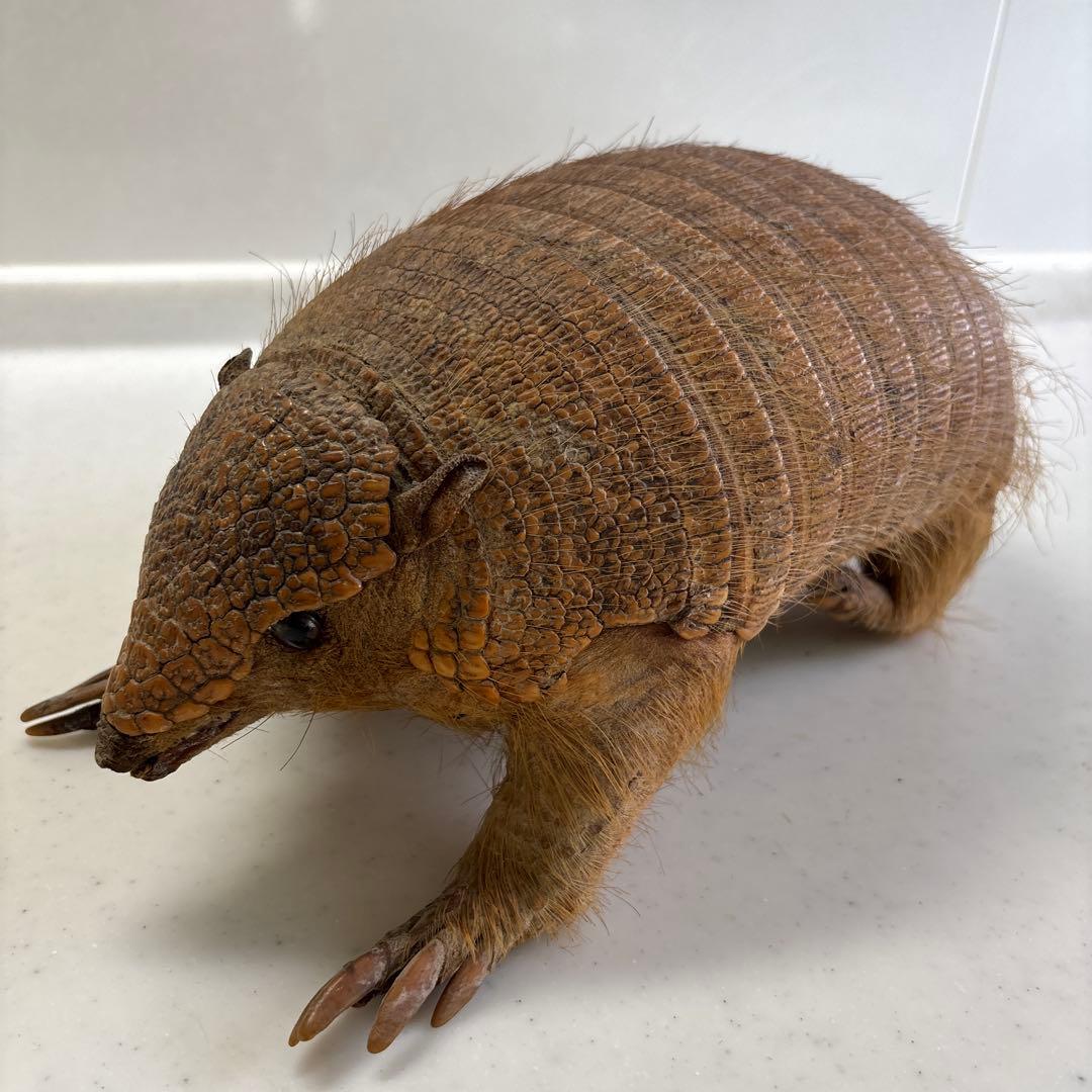 アルマジロ剥製