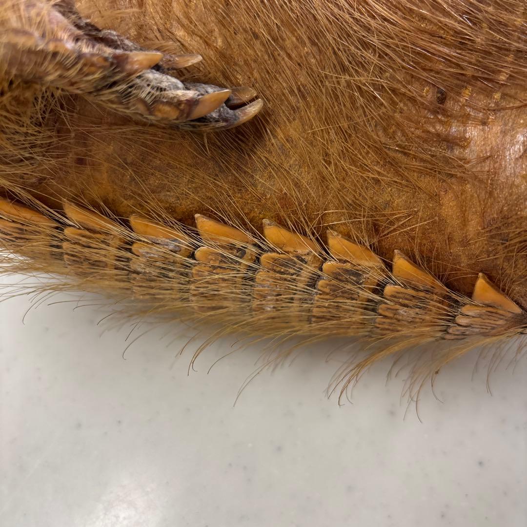 アルマジロ剥製