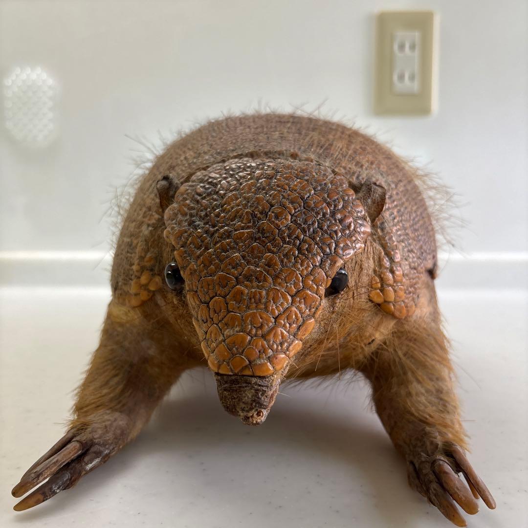 アルマジロ剥製