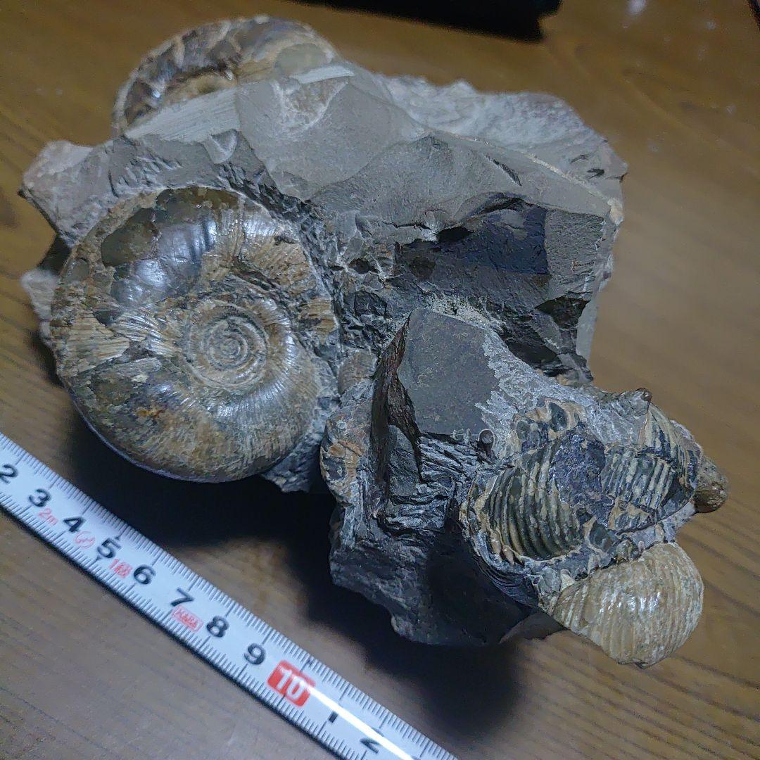 北海道アンモナイト正、異常巻き