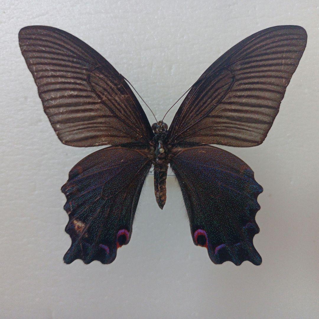【蝶標本】Papilio dialis 海南島亜種！ 激レア