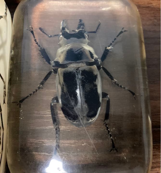 レジン　オウゴンオニクワガタとカミキリムシ(？)