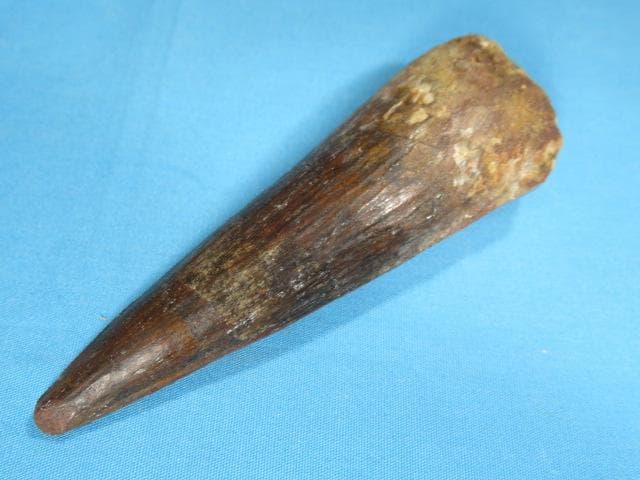 スピノサウルスの歯　86mm　恐竜　No.1155