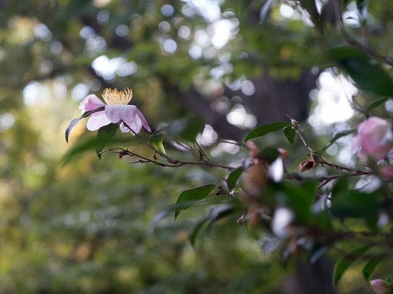 63　未使用　パンケーキ　インダスター50-2　50ｍｍF3.5アダプタ付