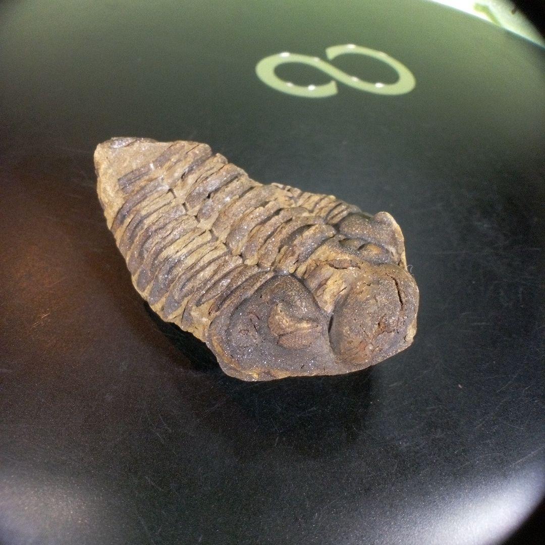 三葉虫　化石　fossil　ボリビア産　trilobite　ノジュール判別⑥