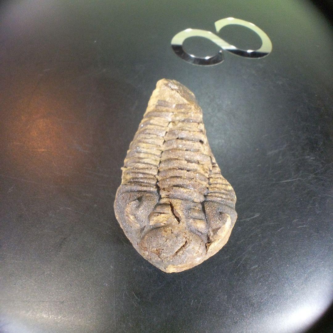 三葉虫　化石　fossil　ボリビア産　trilobite　ノジュール判別⑥