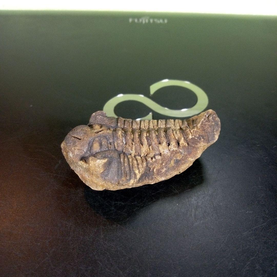 三葉虫　化石　fossil　ボリビア産　trilobite　ノジュール判別⑥