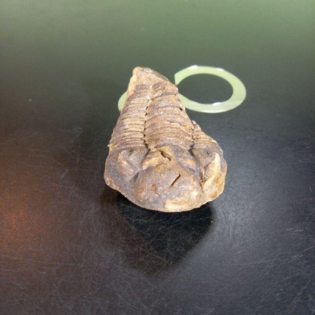三葉虫　化石　fossil　ボリビア産　trilobite　ノジュール判別⑥