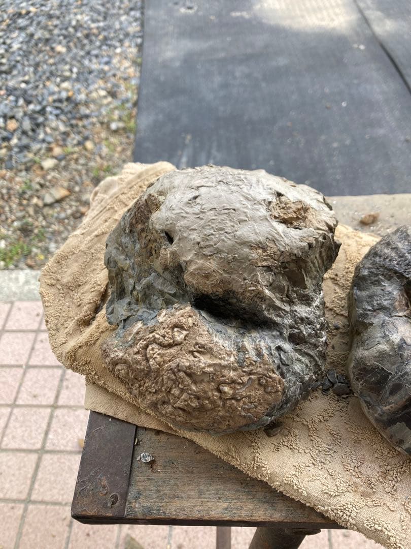 アンモナイト　2つセット　化石