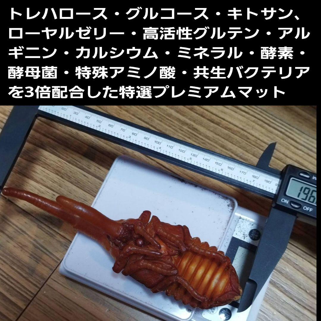 プレミアム3次発酵カブトムシマット　100リットル　ヘラクレス181ミリ羽化実績