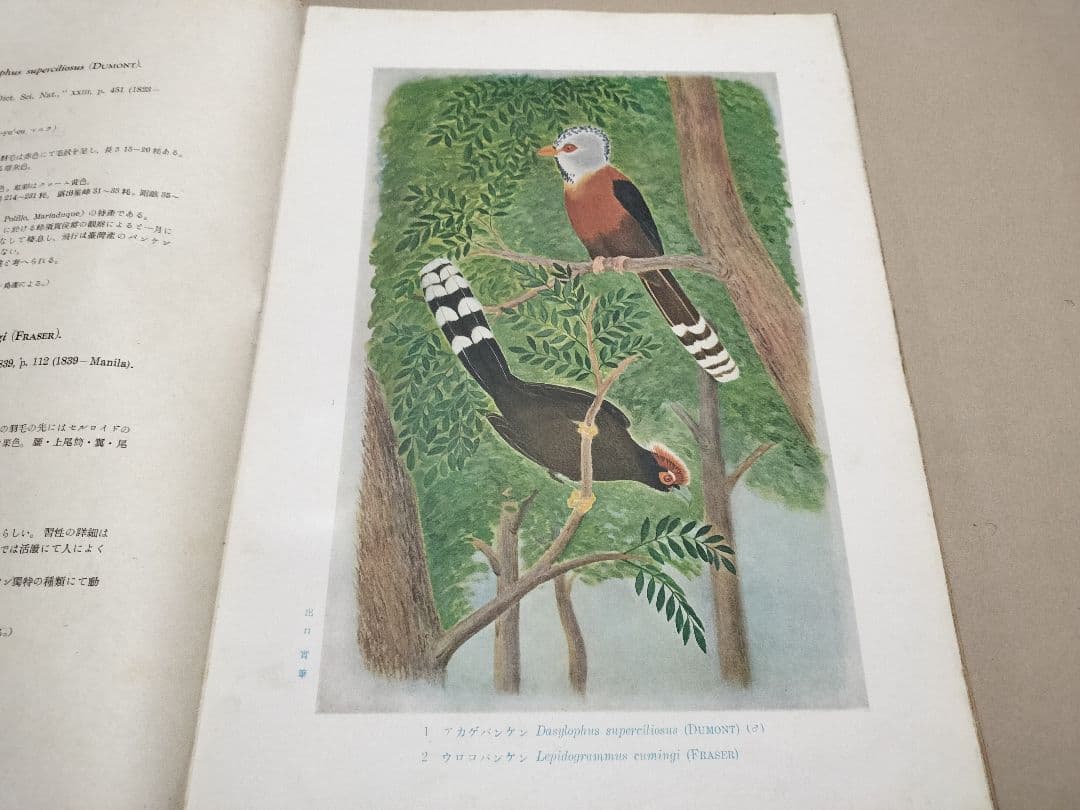 大東亜鳥類図譜 有光社 平凡社 4輯 昭19