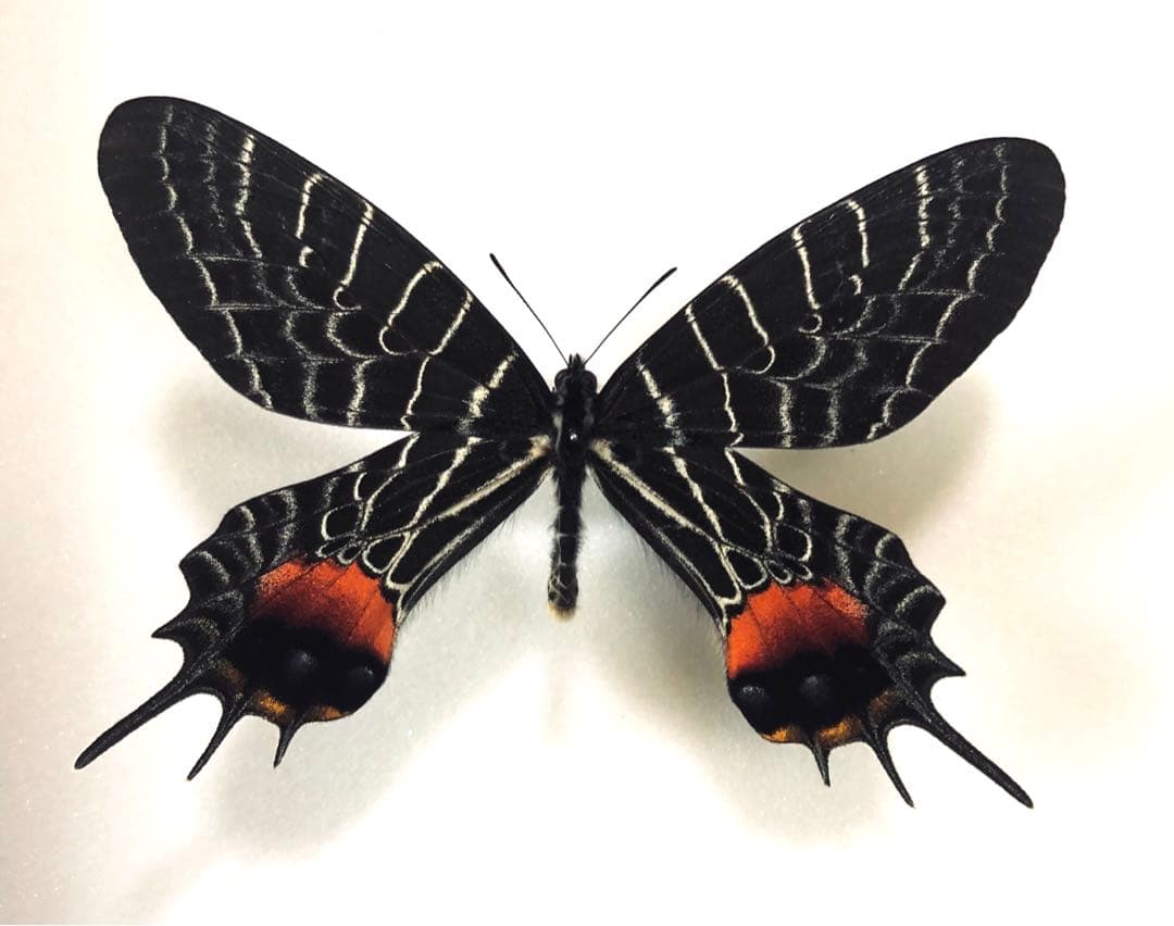蝶標本　シボリアゲハ　♂