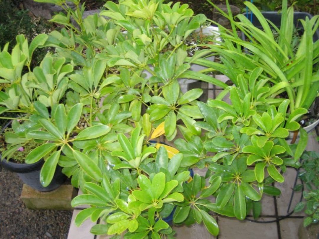 ☆動作OK Canon IXY DIGITAL L2 プラチナシルバー