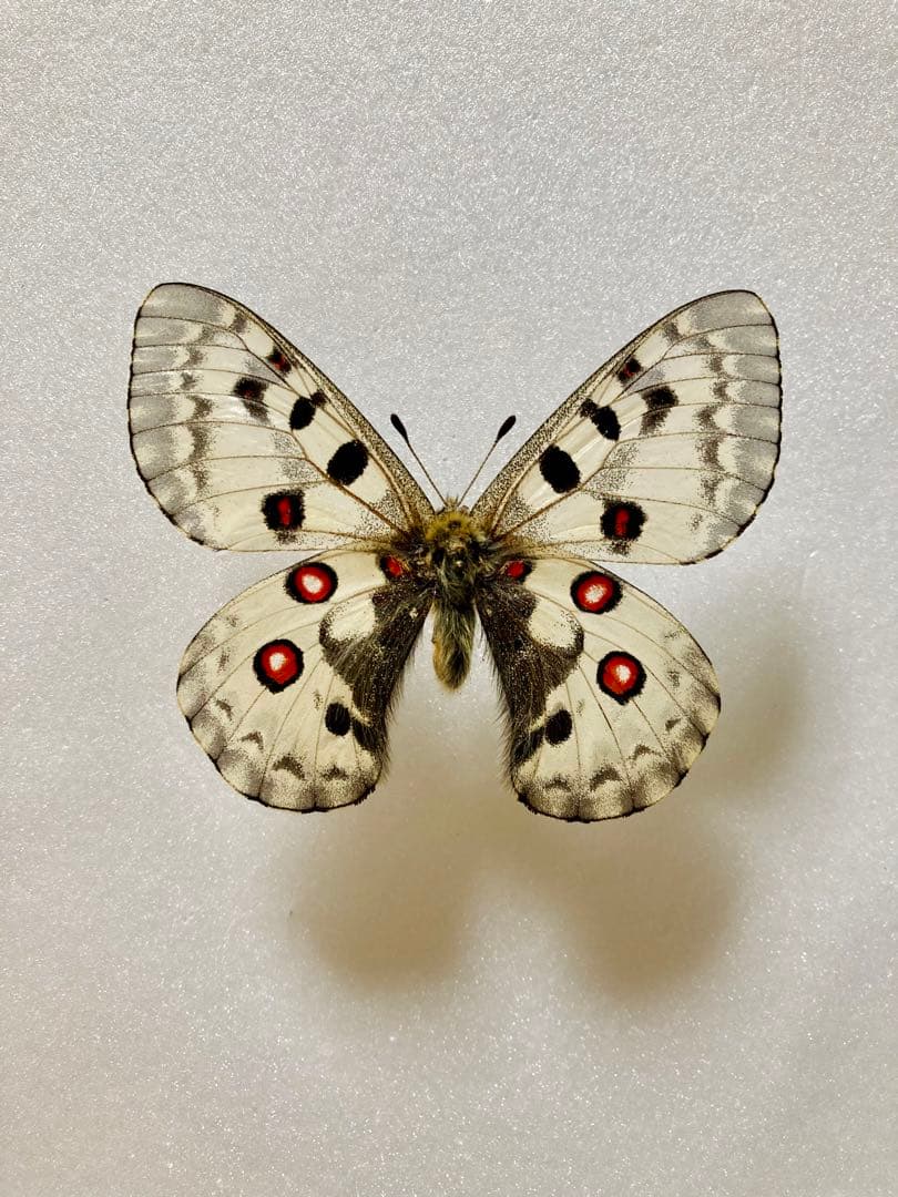 パルナシウス・ノミオン（1オス・北朝鮮）