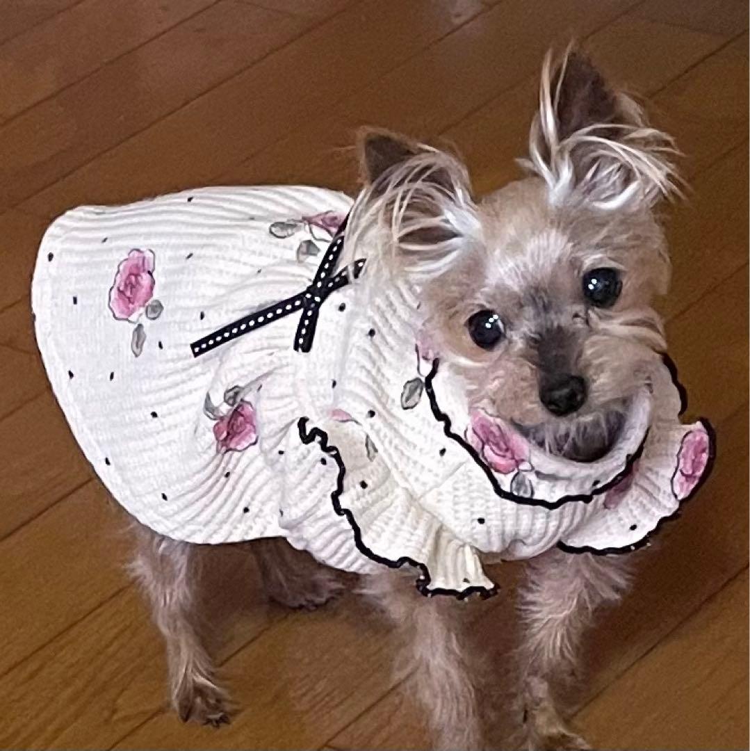 ハンドメイド犬服　ロールネック切替フリルワンピ ワッフルニット