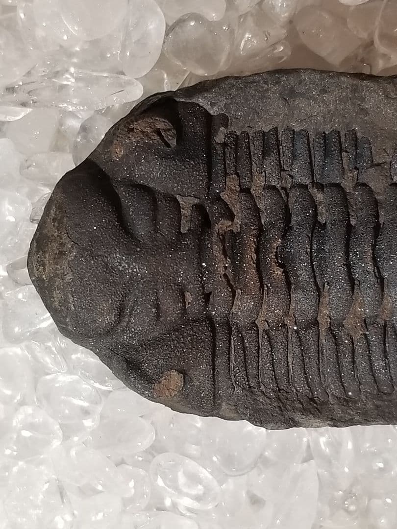 【自由研究にイチオシ！】 三葉虫 〜カンブリア紀〜 『結晶化された化石』