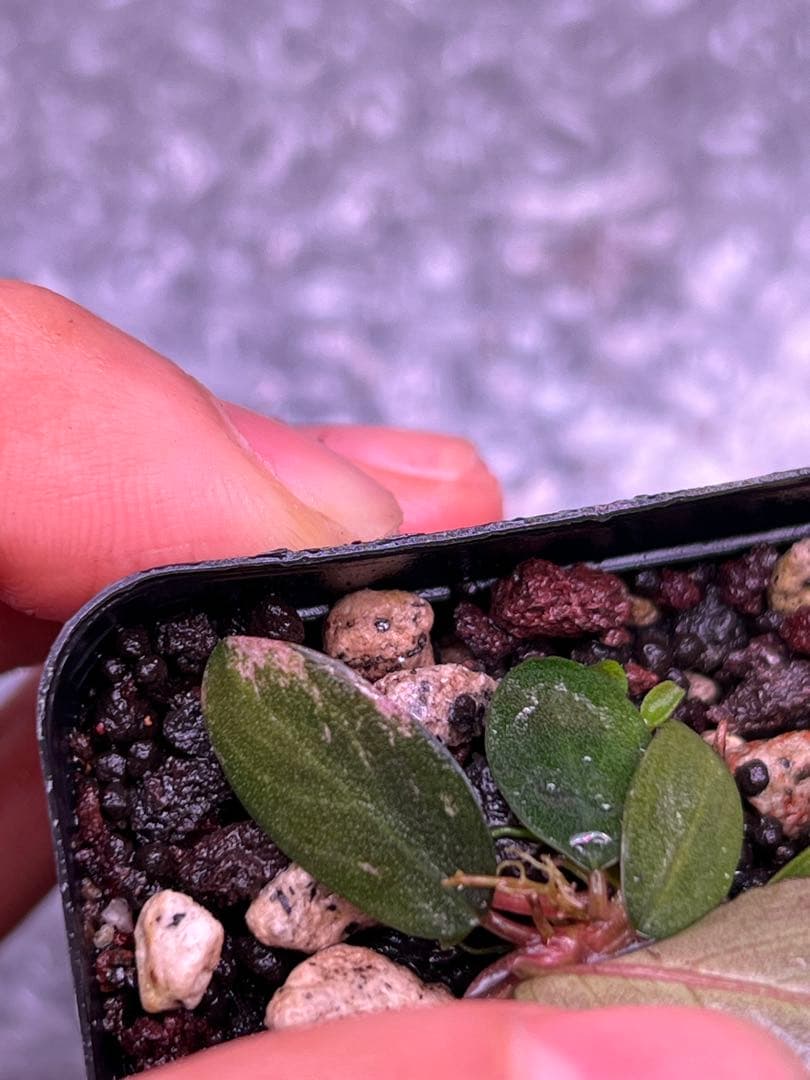 水草 Bucephalandra sp. Mahakam VarPink